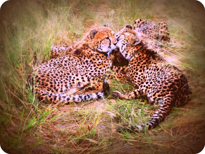 cheetahs namibia africat